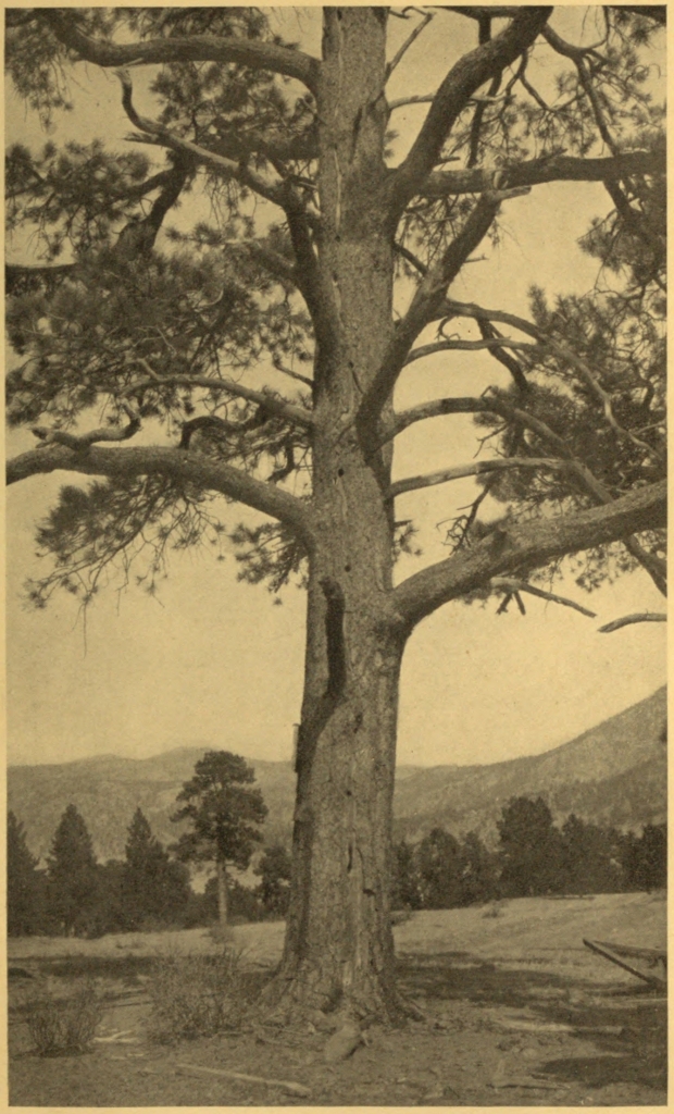 WOODPECKER HOLES IN A PINE INJURED
BY LIGHTNING