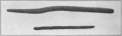 Fig. 3.&mdash;Planting sticks.
