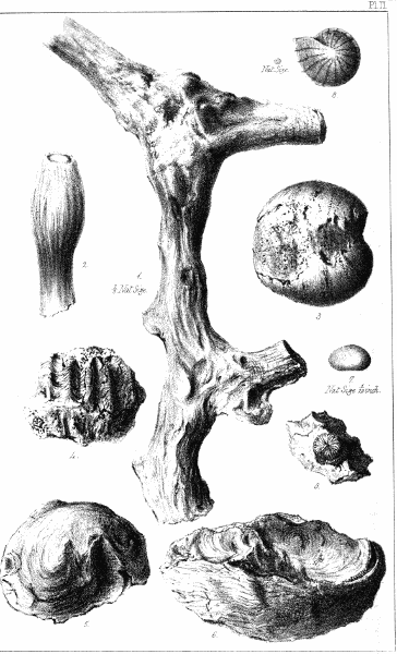 Plate II.