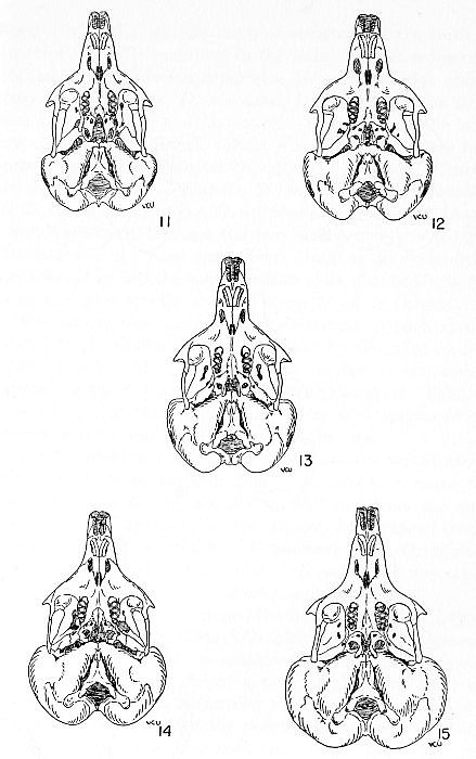 Phylogeny of the Dipodomyines.