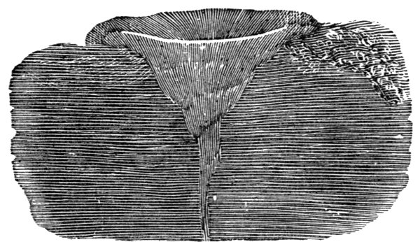 Fig. 41. Section of Circular Hollow Formed by
Calabrian Earthquake