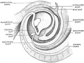 Caudal portion of human embryo of 5&nbsp;mm., with the
end- and caudal gut at the highest stage of its development. ×5.