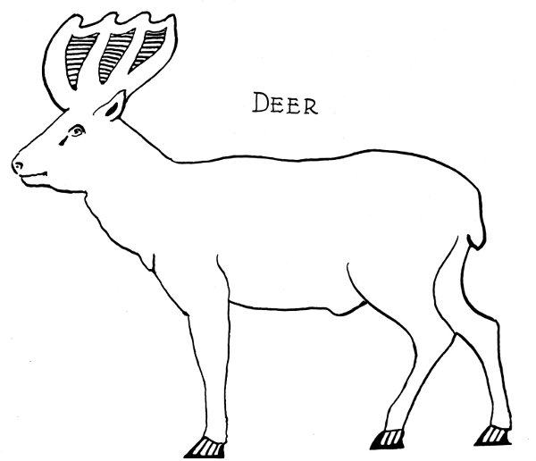 Deer