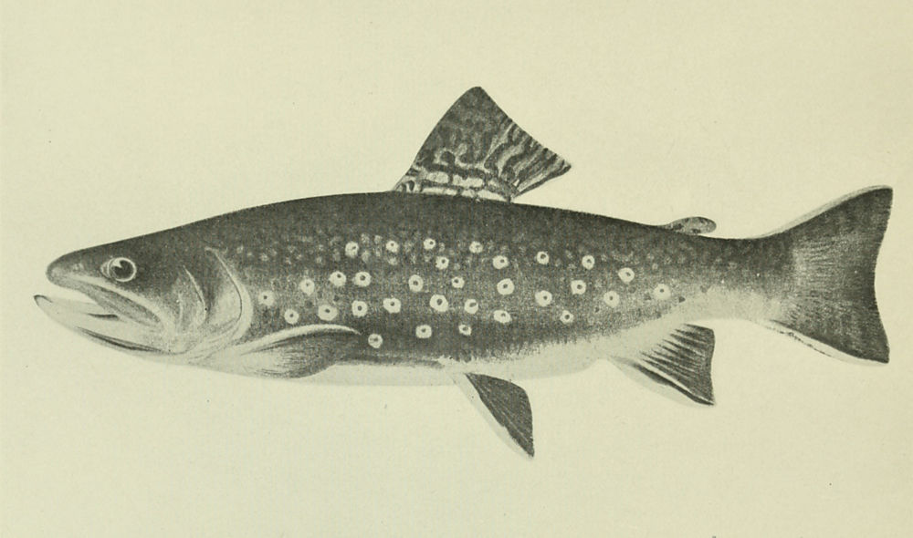 Favorite Fish and Fishing, by James A. Henshall, M.D. A Project Gutenberg  eBook.