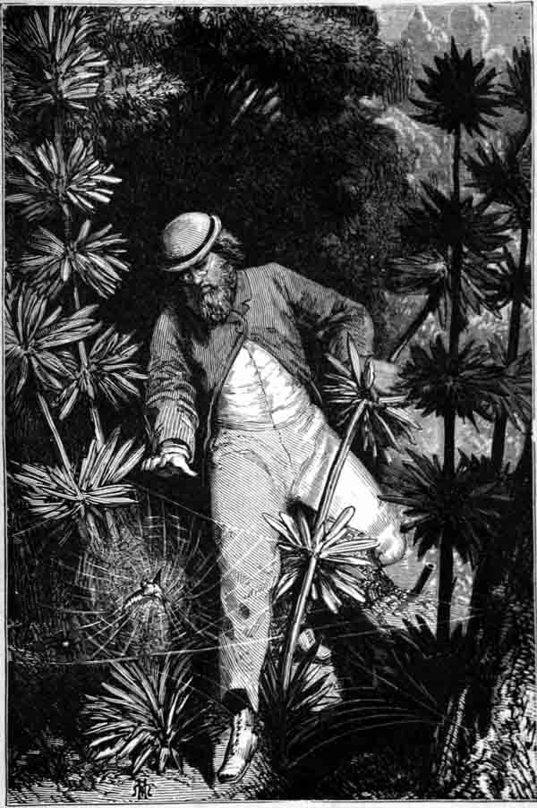 Illustration: IN THE MIDST OF THIS SNARE WAS A POOR LITTLE BIRD.