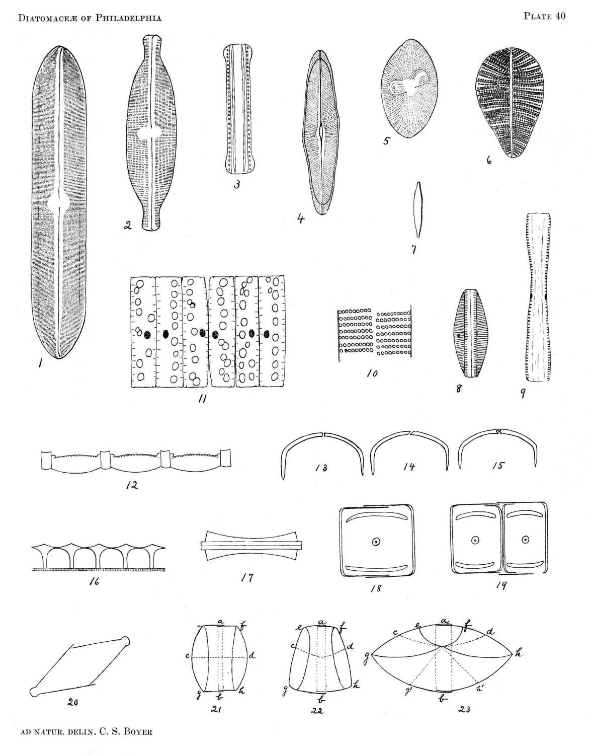 Diatomaceae of Philadelphia