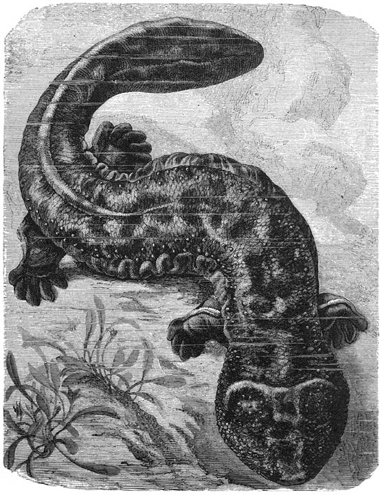 Japansche Reuzensalamander (Megalobatrachus maximus). ⅓ v.d. ware grootte.