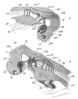 Illustration: Figure 29