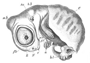 Illustration: Figure 133