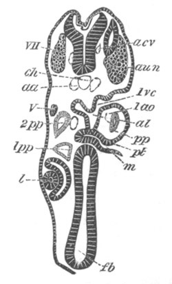 Illustration: Figure 193