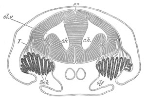 Illustration: Figure 309