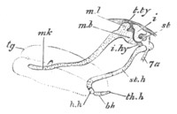 Illustration: Figure 342