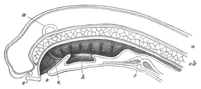 Illustration: Figure 414