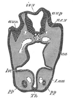 Illustration: Figure 417