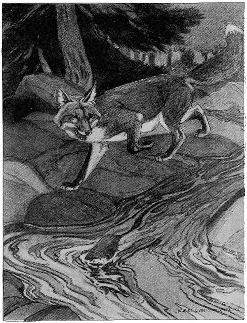 &ldquo;FOR A LITTLE DISTANCE THE FOX FOLLOWED ITS CHANNEL.&rdquo;