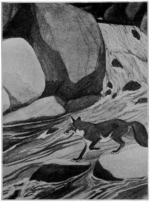 &ldquo;THE FOX STEPPED OUT UPON THE STONES.&rdquo;