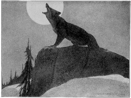 &ldquo;NIGHT AFTER NIGHT, . . . THE HIGH SHRILL BARKING OF A SHE FOX WAS HEARD.&rdquo;