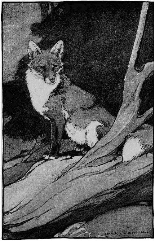 &ldquo;RED FOX, SITTING SOLITARY ON HIS KNOLL, HEARD THE NOISE OF THE CHASE.&rdquo;