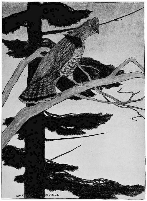 &ldquo;HE CAUGHT SIGHT OF A BIG COCK PARTRIDGE.&rdquo;