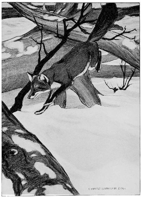 &ldquo;HE AMUSED HIMSELF FOR A MINUTE OR TWO WITH WILD, FANTASTIC LEAPS FROM TRUNK TO TRUNK.&rdquo;