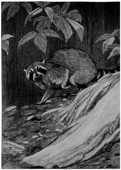 &ldquo;HE SAW A BIG RACCOON GO RUNNING BY.&rdquo;