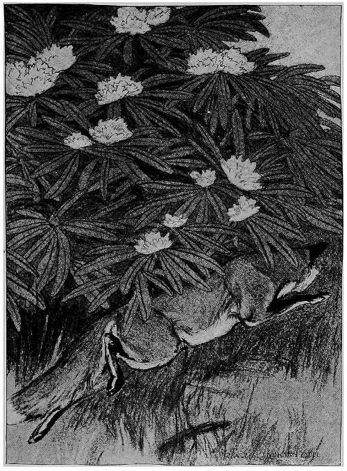 &ldquo;BEHIND A MASSIVE CLUMP OF RHODODENDRONS.&rdquo;