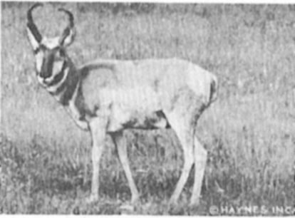 Pronghorn