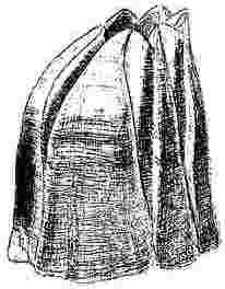 Balanus tintinnabulum, var. d&rsquo;Orbignii.