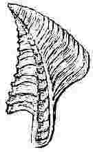 Balanus tintinnabulum, var. d&rsquo;Orbignii, tergum.