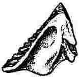 Balanus stultus, tergum. (See transcriber&rsquo;s notes.)