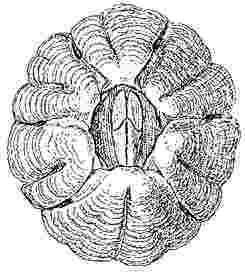 Platylepas bissexlobata.