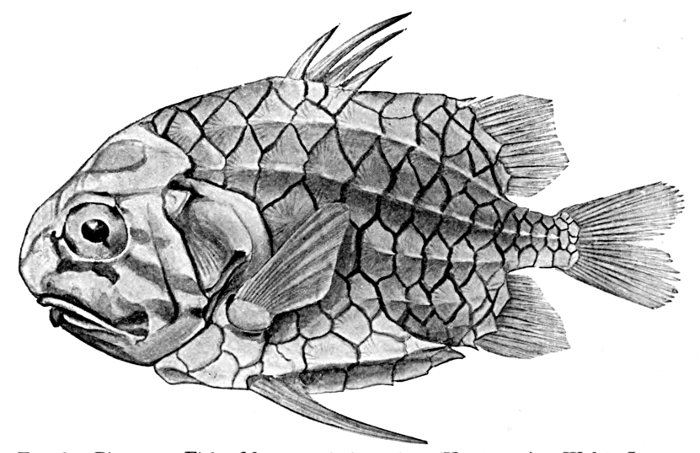 The Project Gutenberg eBook of Guide to the Study of Fishes, Volume 1, by  David Starr Jordan.