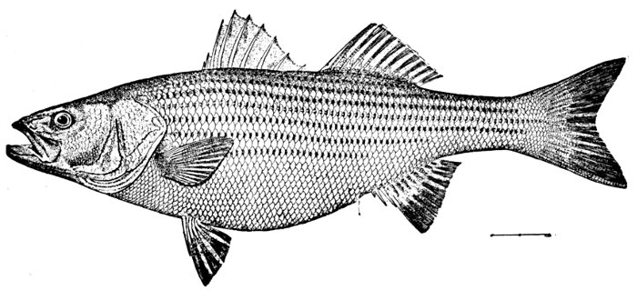 The Project Gutenberg eBook of Guide to the Study of Fishes, Volume 1, by  David Starr Jordan.
