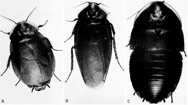 Byrsotria fumigata.