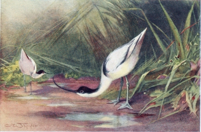 AVOCET