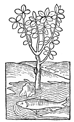 Female mandrake, 1491 free public domain image