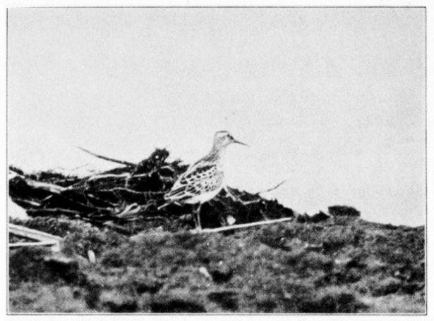 PECTORAL SANDPIPER.