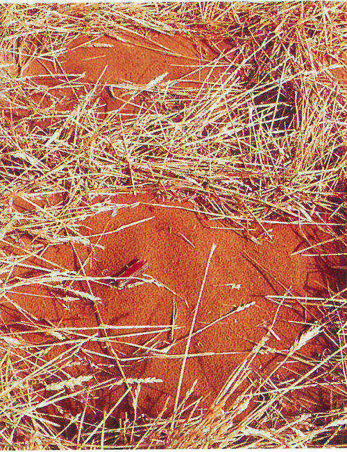 Straw grids (one of which is shown above) and vegetation irrigated by water from the Yellow River stabilize dunes in this part of China’s Tengger Desert (shown below) and protect a nearby railroad from windblown sand.