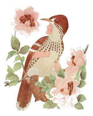 Brown Thrasher