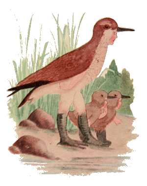 Sandpiper