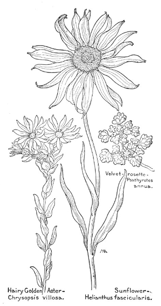 Field Book of Western Wildflowers, by Margaret Armstrong--a Project ...