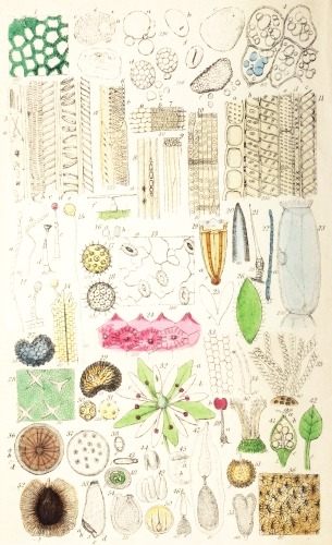 Plate I.

London, John Van Voorst.