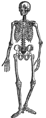 THE BONY AND CARTILAGINOUS SKELETON

(From Martin’s “Human Body”)