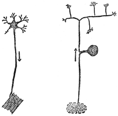 MOTOR NERVE CELL
SENSORY NERVE CELL
(From Martin’s “Human Body”)