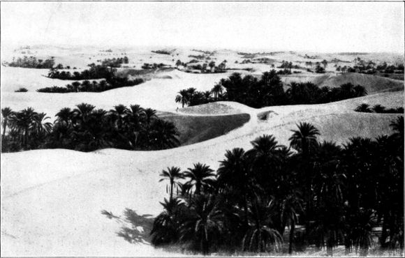 Palmengärten um El-Oued