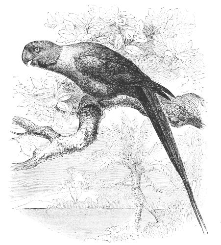 Palaeornis torquatus