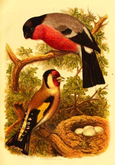 Plate 5, Cassell's Book of Birds