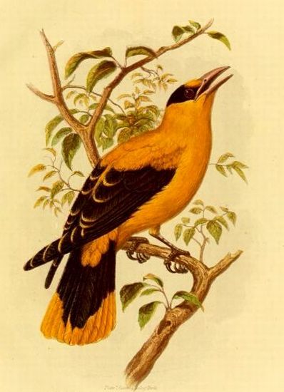 Plate 7, Cassell's Book of Birds