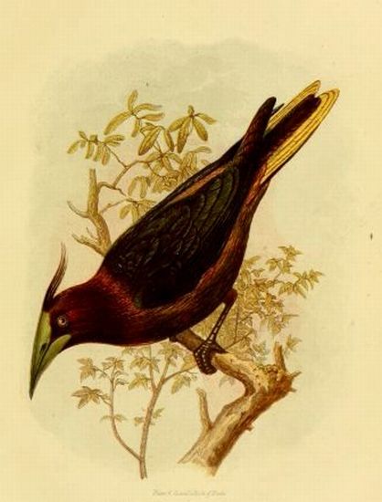 Plate 6. Cassell's Book of Birds