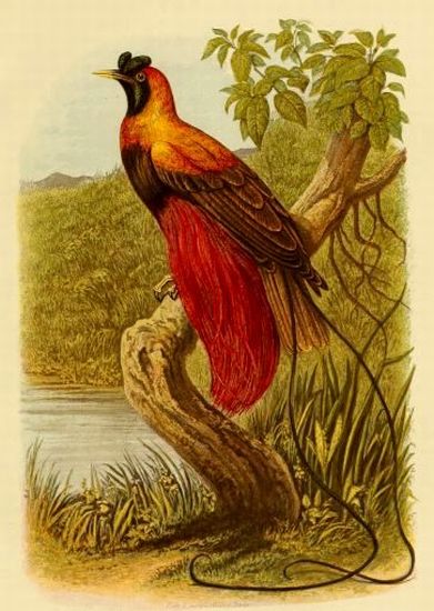 Plate 8. Cassell's Book of Birds